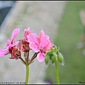 2011More Garden54.jpg