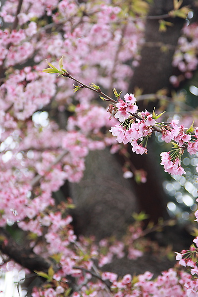 櫻花