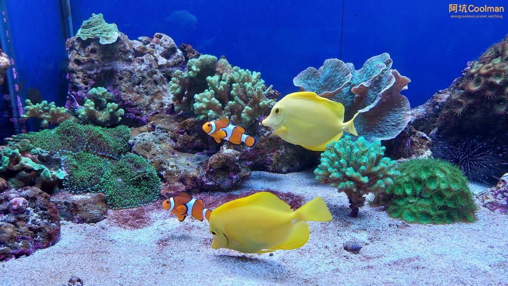 普拉 水族館 3.jpg