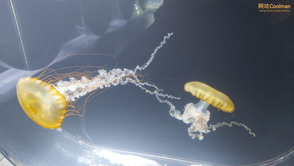 普拉 水族館 4.jpg