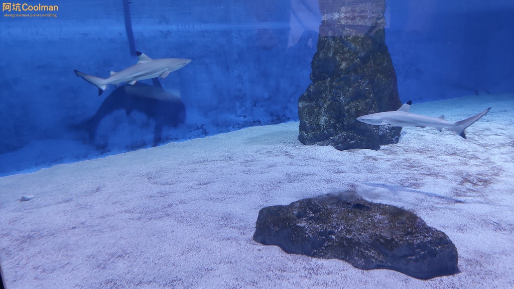 普拉 水族館 6.jpg