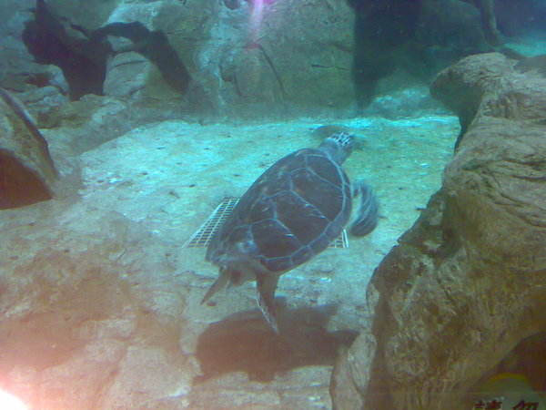 20070818347.jpg