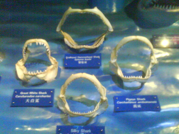 DSC04214.JPG
