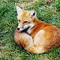 7830053-beautiful-red-fox-resting-in-the-grass.jpg