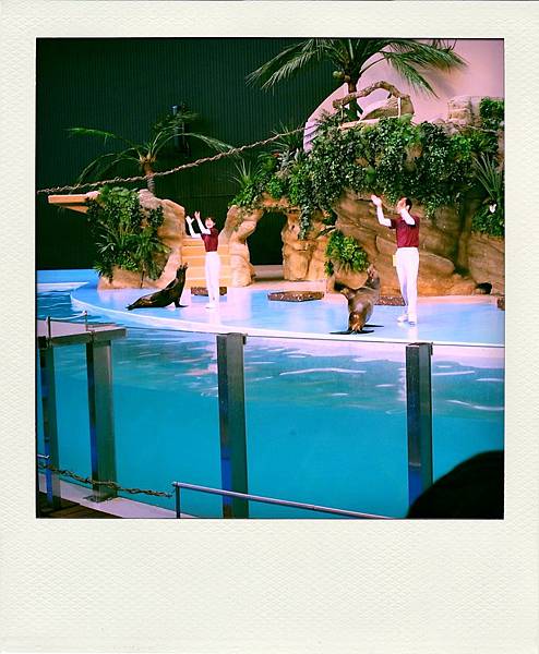 sealion show-pola