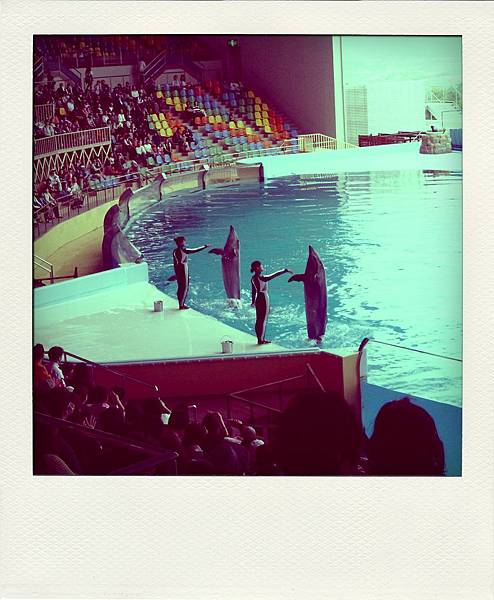 dolphinshow-pola