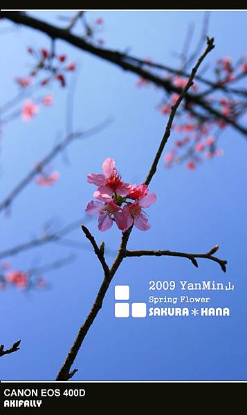 2009陽明山花季36.jpg