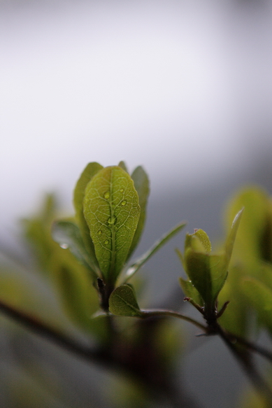 內灣大雨螢火蟲_040.JPG