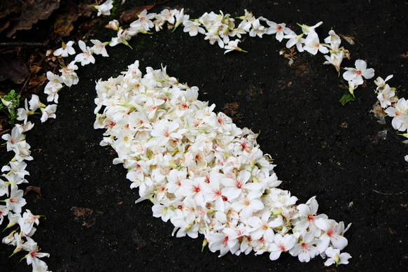 四月雪小徑+夢幻桐花步道_079.JPG