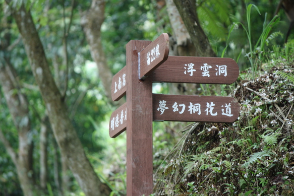 四月雪小徑+夢幻桐花步道_080.JPG