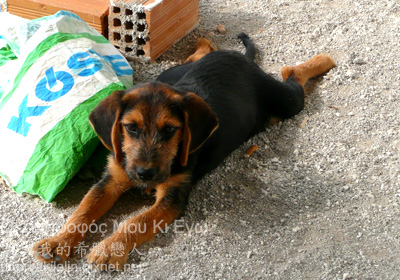 dog-1.jpg dog-1.jpg