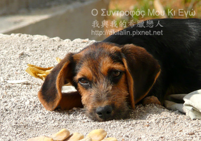 dog-2.jpg dog-2.jpg