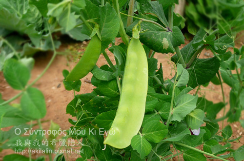 vegetable-4.jpg vegetable-4.jpg