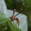 野蜂與獵物