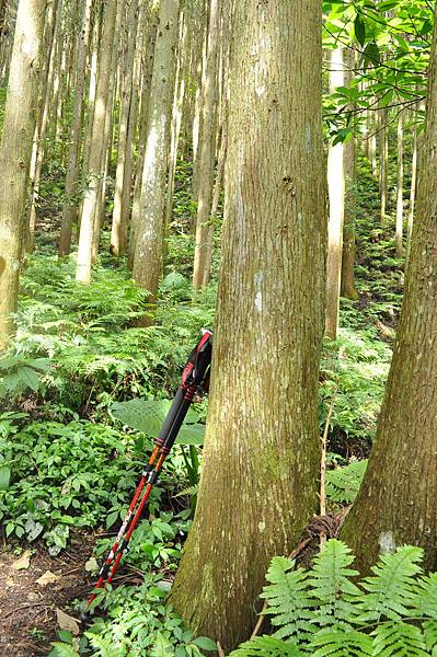 二訪高島田山 – 順探小錦屏溫泉