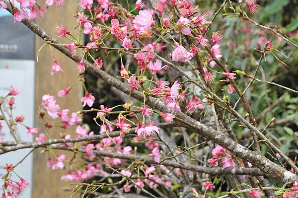 DSC_0500.JPG DSC_0500.JPG