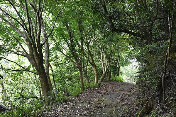 完走出關古道 - 勇登關刀山