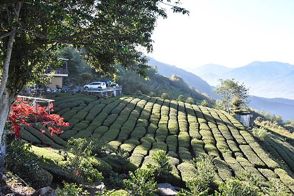 五月阿里山鐵路 - 初夏螢火蟲之旅: 迷糊步道竹林行 - 藍