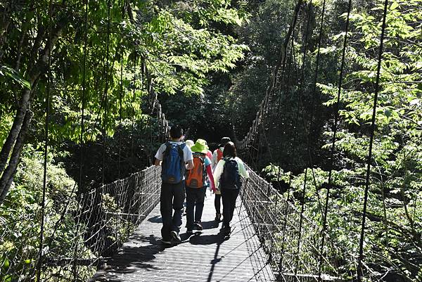 五月阿里山鐵路 - 初夏螢火蟲之旅: 迷糊步道竹林行 - 藍