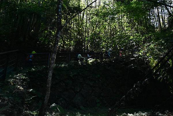 五月阿里山鐵路 - 初夏螢火蟲之旅: 迷糊步道竹林行 - 藍