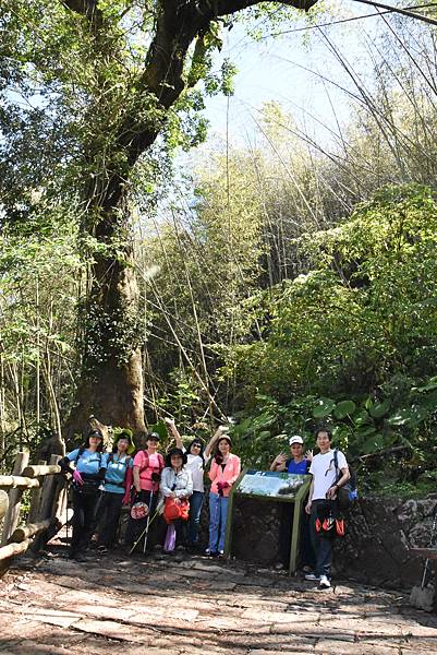 五月阿里山鐵路 - 初夏螢火蟲之旅: 迷糊步道竹林行 - 藍