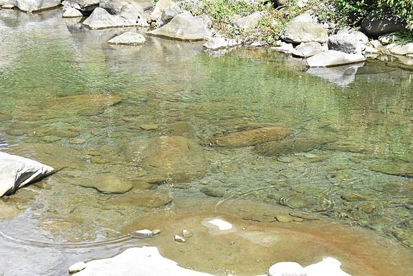 五月阿里山鐵路 - 初夏螢火蟲之旅: 迷糊步道竹林行 - 藍