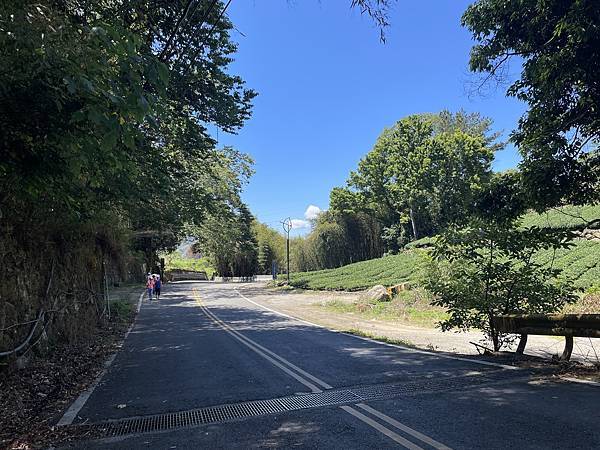 五月阿里山鐵路 - 初夏螢火蟲之旅: 迷糊步道竹林行 - 藍