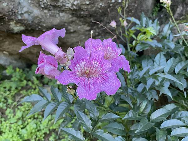 五月阿里山鐵路 - 初夏螢火蟲之旅: 勇闖巨石板 - 漫走二