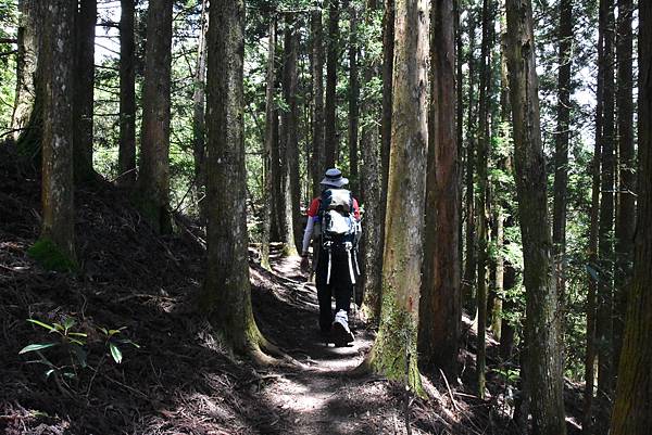 新竹油羅山霞山 - 夏日雲霧輕爽走