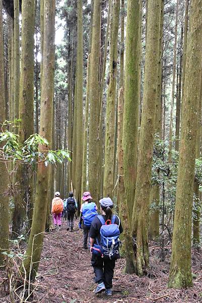 新竹油羅山霞山 - 夏日雲霧輕爽走