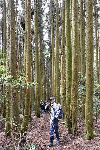 新竹油羅山霞山 - 夏日雲霧輕爽走