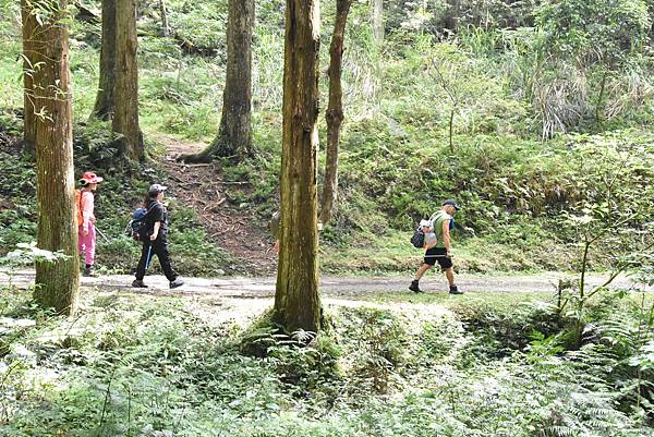 新竹油羅山霞山 - 夏日雲霧輕爽走