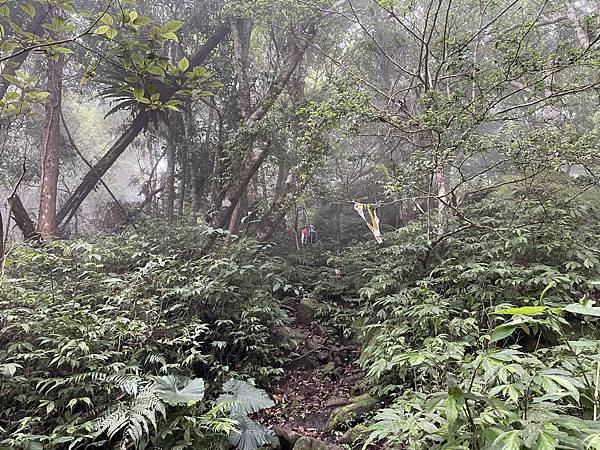 新竹油羅山霞山 - 夏日雲霧輕爽走