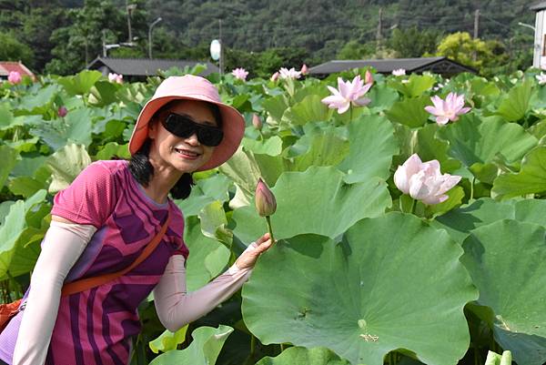 燦光寮古道和貂山古道O形走 - 夏賞荷花吃剉冰