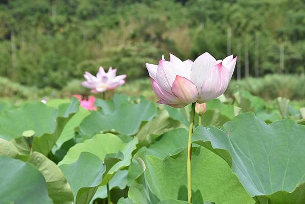 燦光寮古道和貂山古道O形走 - 夏賞荷花吃剉冰