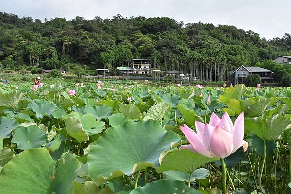 燦光寮古道和貂山古道O形走 - 夏賞荷花吃剉冰