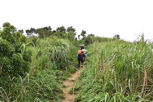 燦光寮古道和貂山古道O形走 - 夏賞荷花吃剉冰