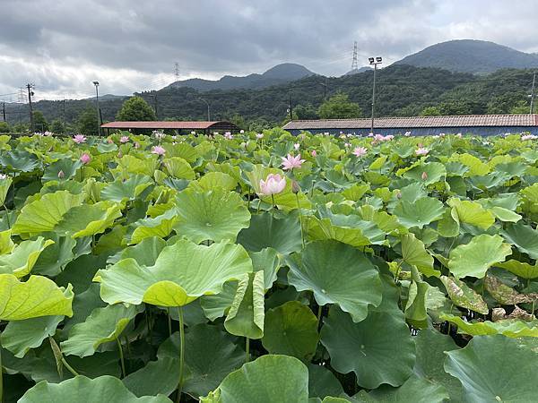 燦光寮古道和貂山古道O形走 - 夏賞荷花吃剉冰