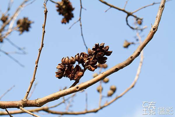 2013 四月 苗栗 桐花之美