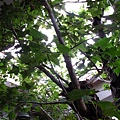 IMG_4271-800.jpg