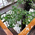 IMG_4272-800.jpg