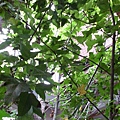 IMG_4277-800.jpg