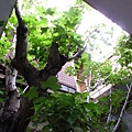 IMG_4279-800.jpg
