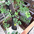 IMG_4278-800.jpg