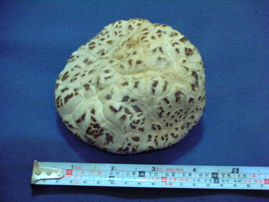 2008.02.05巨大香菇