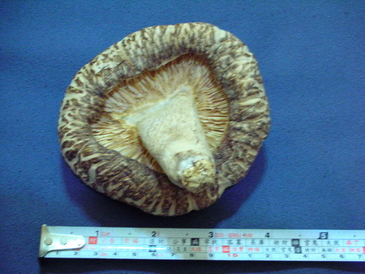 2008.02.05巨大香菇
