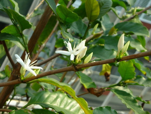 2008.03.26 咖啡花.JPG