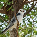 DSC08520.JPG