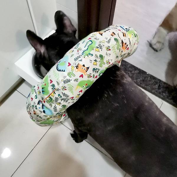 狗狗皮膚保健 寵物家庭-膚目樂 降低搔抓有感