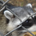 a raccoon.jpg